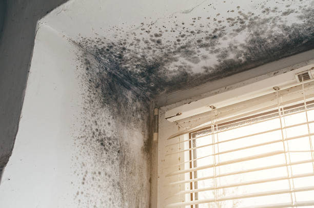 Affordable Mold Cleanup solutions in Alto, MI